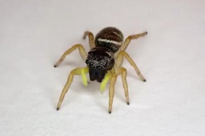 <i>Heliophanus</i>