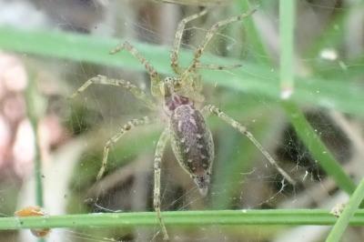 <i>Allagelena gracilens</i>