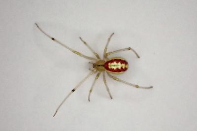 <i>Enoplognatha</i>