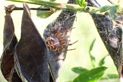 <i>Araneus quadratus</i>