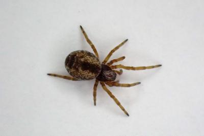 <i>Dictyna</i>