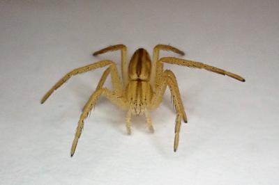 <i>Tibellus</i>