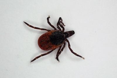 <i>Ixodes ricinus</i>