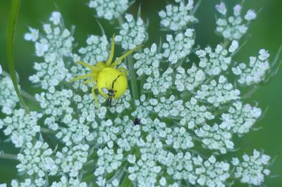 <i>Misumena vatia</i>