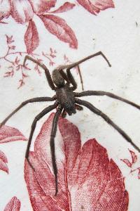 <i>Segestria florentina</i>