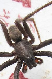<i>Segestria florentina</i>