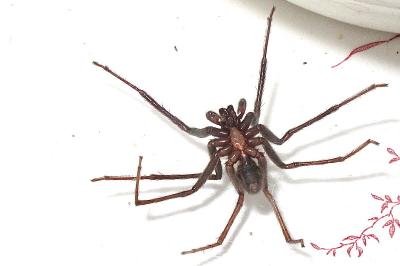 <i>Segestria florentina</i>