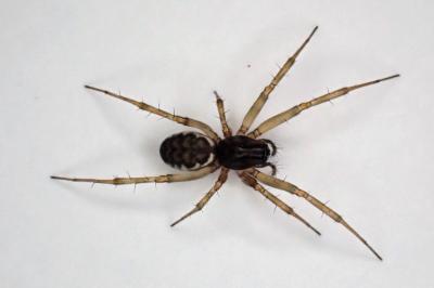 <i>Neriene clathrata</i>