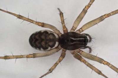 <i>Neriene clathrata</i>