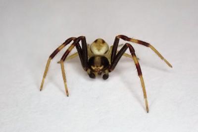 <i>Misumena vatia</i>