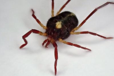 <i>Erythraeus</i>
