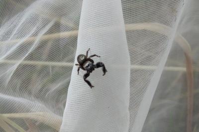 <i>Evarcha arcuata</i>