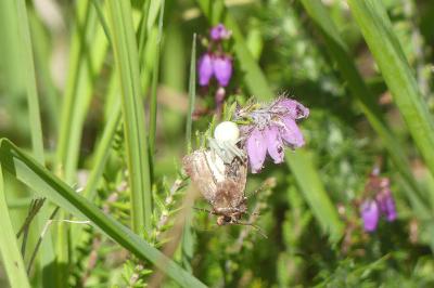 <i>Misumena vatia</i>