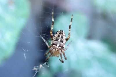 <i>Araneus diadematus</i>