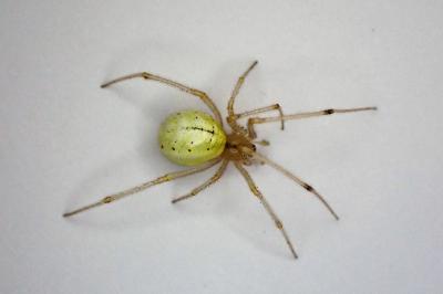 <i>Enoplognatha</i>