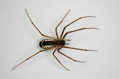 <i>Neriene radiata</i>