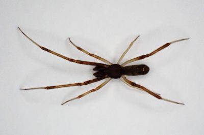 <i>Episinus truncatus</i>