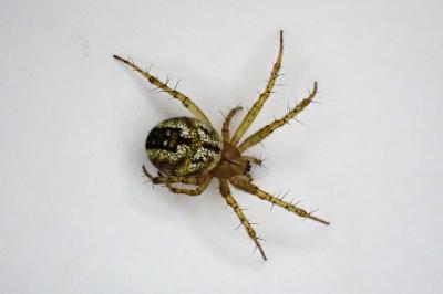 <i>Mangora acalypha</i>