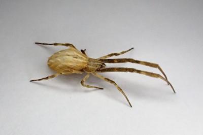 <i>Uloborus walckenaerius</i>
