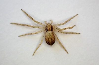 <i>Philodromus dispar</i>