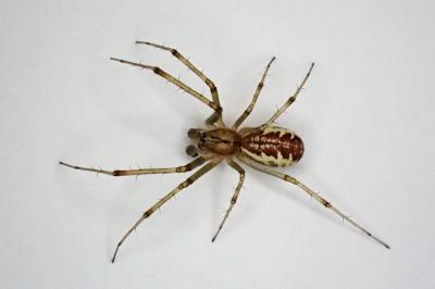 <i>Linyphia triangularis</i>