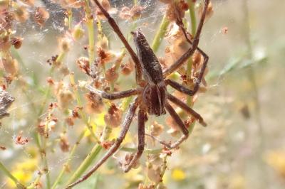 <i>Pisaura mirabilis</i>