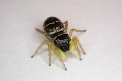 <i>Heliophanus</i>