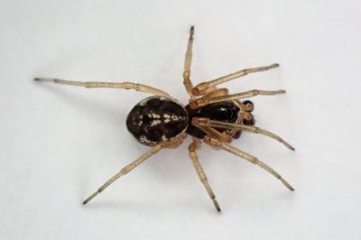 <i>Pachygnatha degeeri</i>