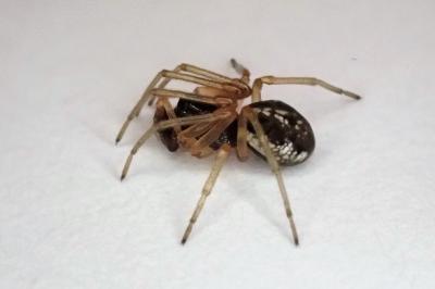 <i>Pachygnatha degeeri</i>