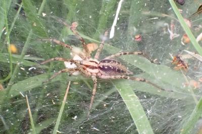 <i>Agelena labyrinthica</i>