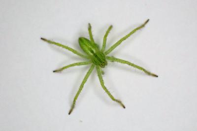 <i>Micrommata virescens</i>