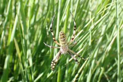 <i>Argiope bruennichi</i>