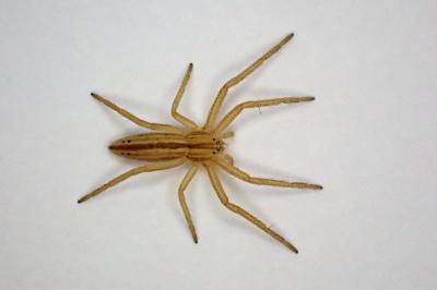 <i>Tibellus</i>