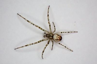 <i>Metellina</i>