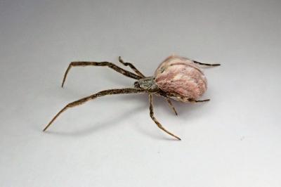 <i>Uloborus walckenaerius</i>