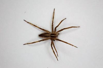 <i>Pisaura mirabilis</i>