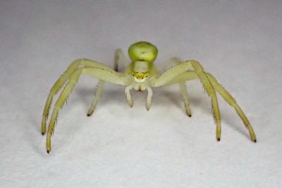 <i>Thomisus onustus</i>