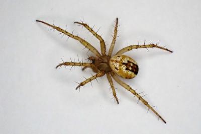 <i>Mangora acalypha</i>