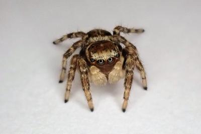 <i>Evarcha falcata</i>
