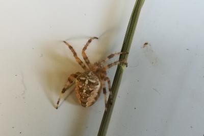 <i>Araneus diadematus</i>