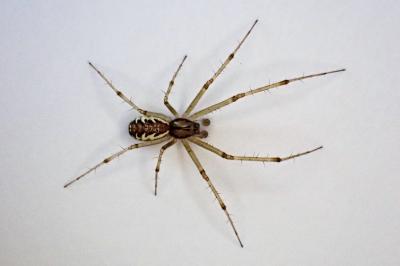 <i>Linyphia triangularis</i>