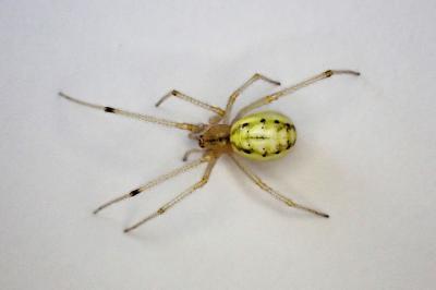 <i>Enoplognatha</i>