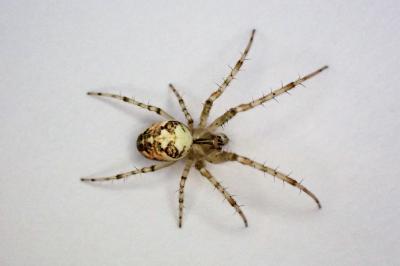 <i>Metellina</i>