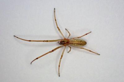 <i>Tetragnatha</i>