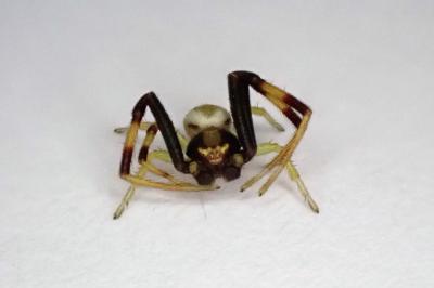 <i>Misumena vatia</i>
