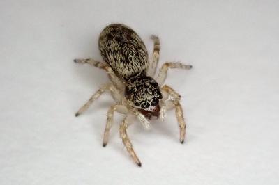 <i>Salticus</i>