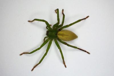 <i>Micrommata ligurina</i>
