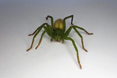 <i>Micrommata ligurina</i>