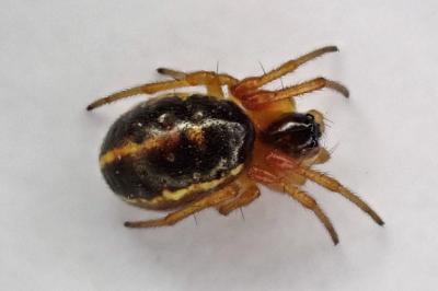<i>Hypsosinga</i>