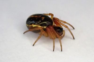 <i>Hypsosinga</i>